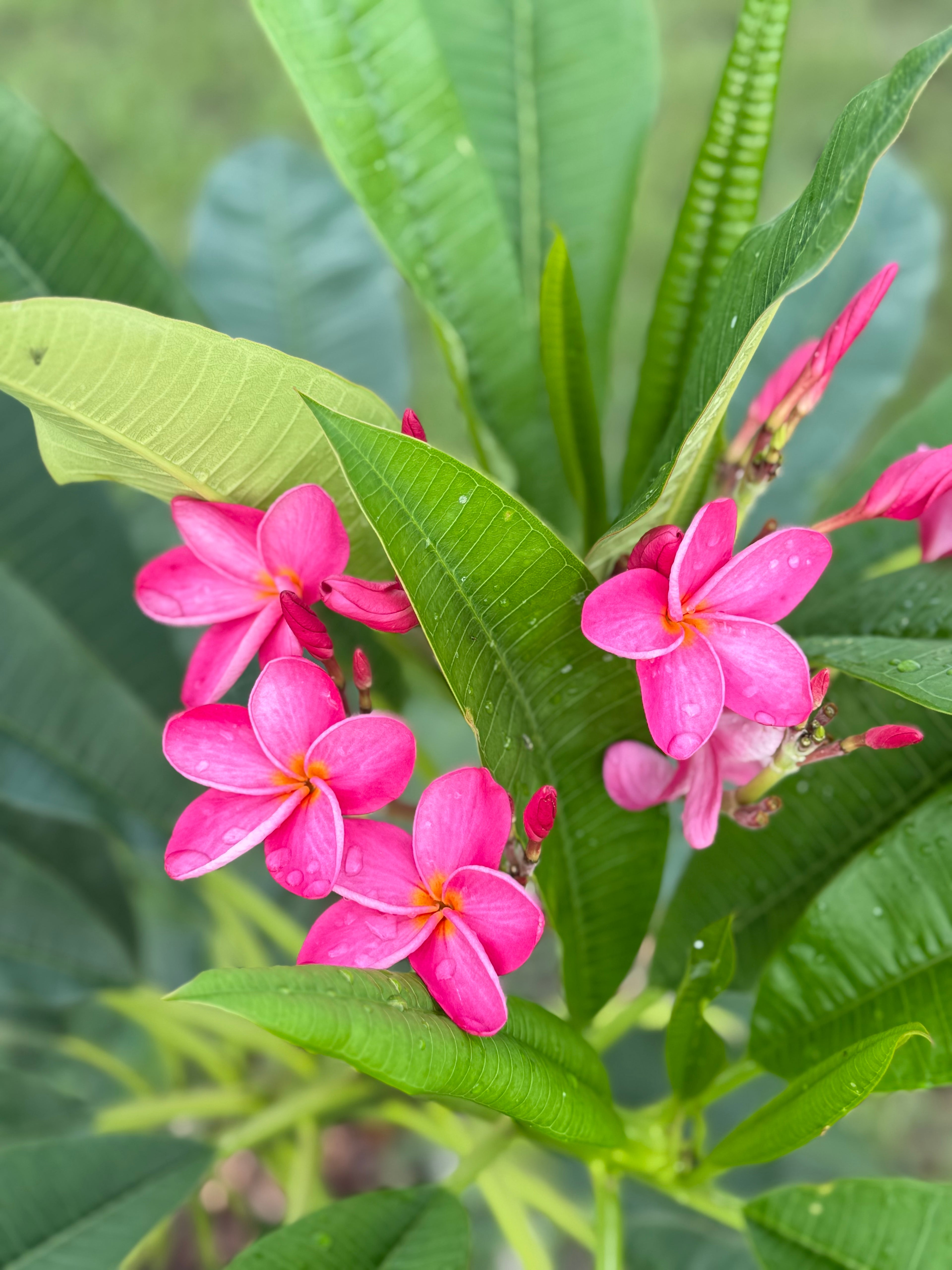 2 for 1 Plumeria